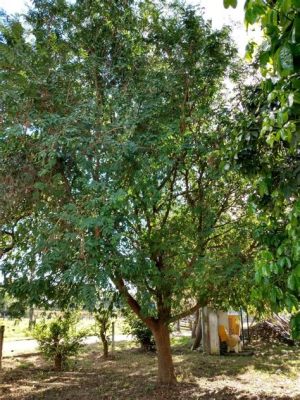 Paisagem com Árvores de Tamarindo - Uma Explosão de Cores e Símbolos da Natureza Tailandesa!